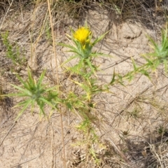 Carthamus lanatus at Gundaroo, NSW - 13 Jan 2023