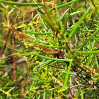 Acacia genistifolia (Early Wattle) at Mcleods Creek Res (Gundaroo) - 13 Jan 2023 by trevorpreston