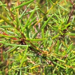 Acacia genistifolia at Gundaroo, NSW - 13 Jan 2023