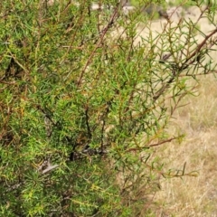 Acacia genistifolia at Gundaroo, NSW - 13 Jan 2023