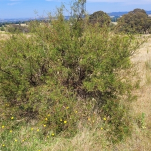 Acacia genistifolia at Gundaroo, NSW - 13 Jan 2023