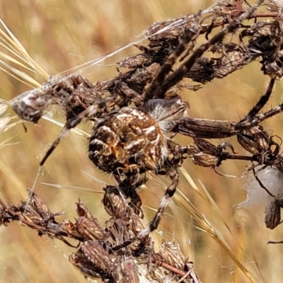 Backobourkia heroine (Heroic Orb-weaver) at Mcleods Creek Res (Gundaroo) - 13 Jan 2023 by trevorpreston