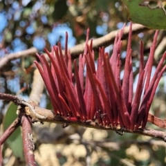 Terobiella sp. (genus) (A gall forming wasp) at Mcleods Creek Res (Gundaroo) - 13 Jan 2023 by trevorpreston