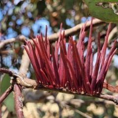 Terobiella sp. (genus) at Gundaroo, NSW - 13 Jan 2023