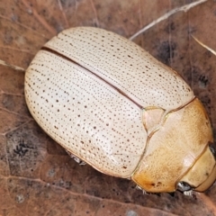Anoplognathus pallidicollis (Cashew beetle) at Gundaroo, NSW - 12 Jan 2023 by trevorpreston