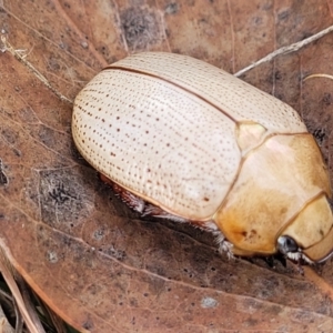 Anoplognathus pallidicollis at Gundaroo, NSW - 13 Jan 2023