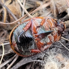 Anoplognathus pallidicollis at Gundaroo, NSW - 13 Jan 2023