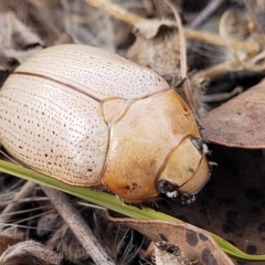 Anoplognathus pallidicollis at Gundaroo, NSW - 13 Jan 2023 10:57 AM