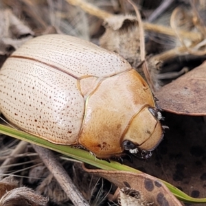 Anoplognathus pallidicollis at Gundaroo, NSW - 13 Jan 2023