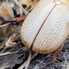 Anoplognathus pallidicollis at Gundaroo, NSW - 13 Jan 2023