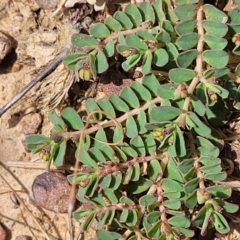 Euphorbia dallachyana (Mat Spurge, Caustic Weed) at Gundaroo, NSW - 13 Jan 2023 by trevorpreston