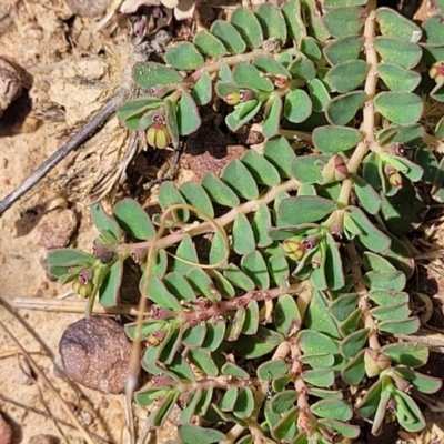 Euphorbia dallachyana (Mat Spurge, Caustic Weed) at Gundaroo, NSW - 12 Jan 2023 by trevorpreston