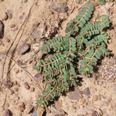 Euphorbia dallachyana at Gundaroo, NSW - 13 Jan 2023