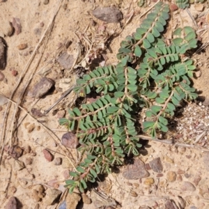 Euphorbia dallachyana at Gundaroo, NSW - 13 Jan 2023 10:52 AM