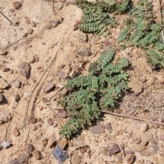 Euphorbia dallachyana at Gundaroo, NSW - 13 Jan 2023 10:52 AM