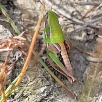 Praxibulus sp. (genus) (A grasshopper) at Gundaroo, NSW - 13 Jan 2023 by trevorpreston