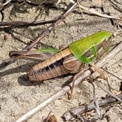 Praxibulus sp. (genus) at Gundaroo, NSW - 13 Jan 2023