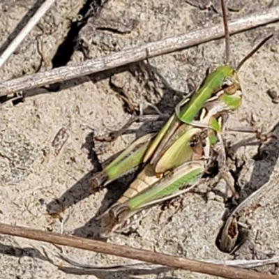 Oedaleus australis (Australian Oedaleus) at Gundaroo, NSW - 13 Jan 2023 by trevorpreston