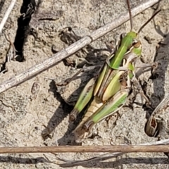 Oedaleus australis at Gundaroo, NSW - 13 Jan 2023 10:49 AM