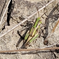 Oedaleus australis at Gundaroo, NSW - 13 Jan 2023 10:49 AM