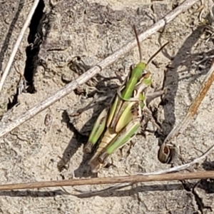 Oedaleus australis at Gundaroo, NSW - 13 Jan 2023