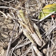 Oedaleus australis (Australian Oedaleus) at Mcleods Creek Res (Gundaroo) - 12 Jan 2023 by trevorpreston