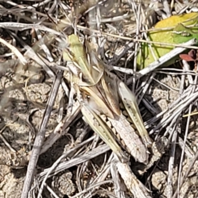 Oedaleus australis (Australian Oedaleus) at Gundaroo, NSW - 13 Jan 2023 by trevorpreston