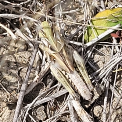 Oedaleus australis (Australian Oedaleus) at Gundaroo, NSW - 12 Jan 2023 by trevorpreston