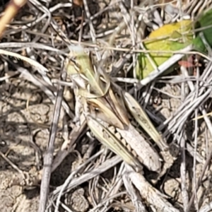 Oedaleus australis at Gundaroo, NSW - 13 Jan 2023