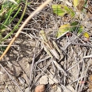 Oedaleus australis at Gundaroo, NSW - 13 Jan 2023