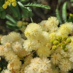 Acacia parramattensis (Parramatta Green Wattle) at Gundaroo, NSW - 13 Jan 2023 by trevorpreston