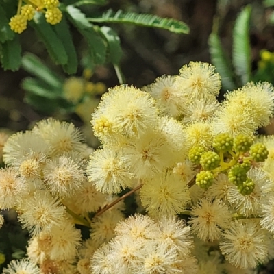 Acacia parramattensis (Parramatta Green Wattle) at Mcleods Creek Res (Gundaroo) - 12 Jan 2023 by trevorpreston