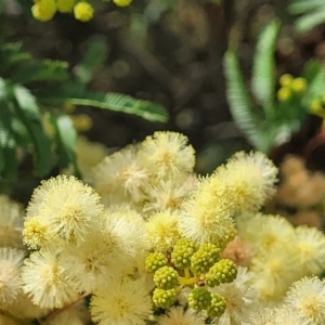 Acacia parramattensis at Gundaroo, NSW - 13 Jan 2023 10:48 AM