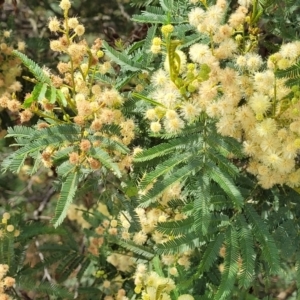 Acacia parramattensis at Gundaroo, NSW - 13 Jan 2023