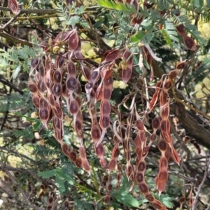 Acacia parramattensis at Gundaroo, NSW - 13 Jan 2023