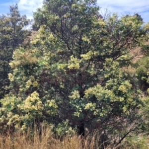 Acacia parramattensis at Gundaroo, NSW - 13 Jan 2023 10:48 AM