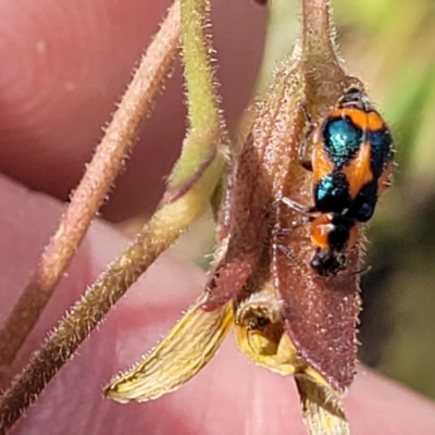 Dicranolaius villosus (Melyrid flower beetle) at Gundaroo, NSW - 13 Jan 2023 by trevorpreston