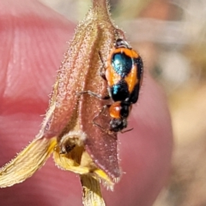 Dicranolaius villosus at Gundaroo, NSW - 13 Jan 2023 10:44 AM