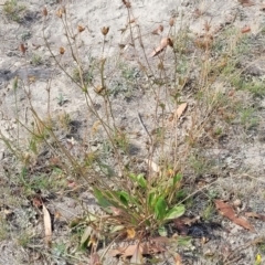 Goodenia paradoxa (Spur Goodenia) at Gundaroo, NSW - 13 Jan 2023 by trevorpreston