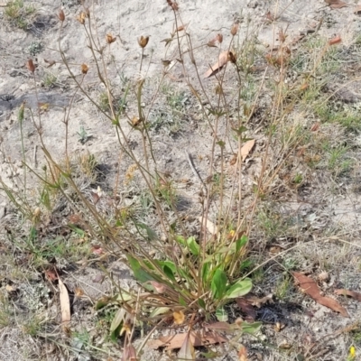 Velleia paradoxa (Spur Velleia) at Mcleods Creek Res (Gundaroo) - 12 Jan 2023 by trevorpreston
