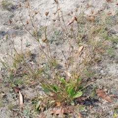 Velleia paradoxa (Spur Velleia) at Mcleods Creek Res (Gundaroo) - 12 Jan 2023 by trevorpreston
