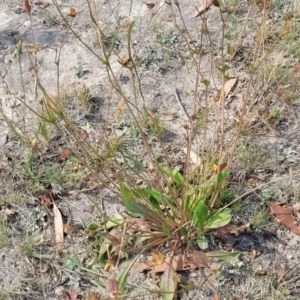 Goodenia paradoxa at Gundaroo, NSW - 13 Jan 2023