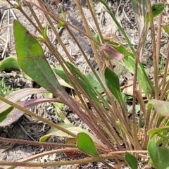 Goodenia paradoxa at Gundaroo, NSW - 13 Jan 2023