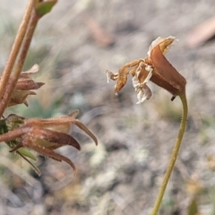 Goodenia paradoxa at Gundaroo, NSW - 13 Jan 2023