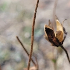 Goodenia paradoxa at Gundaroo, NSW - 13 Jan 2023 10:44 AM