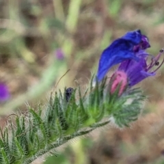 Echium plantagineum (Paterson's Curse) at Gundaroo, NSW - 13 Jan 2023 by trevorpreston
