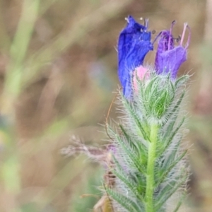 Echium plantagineum at Gundaroo, NSW - 13 Jan 2023