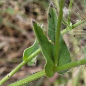 Echium plantagineum at Gundaroo, NSW - 13 Jan 2023
