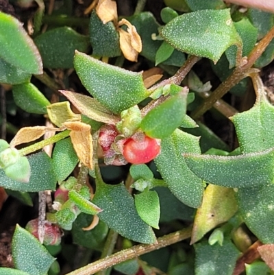 Einadia nutans (Climbing Saltbush) at Gundaroo, NSW - 13 Jan 2023 by trevorpreston