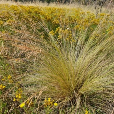 Poa labillardierei (Common Tussock Grass, River Tussock Grass) at Mount Mugga Mugga - 12 Jan 2023 by Mike
